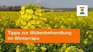 Tipps zur Blütenbehandlung im Winterraps