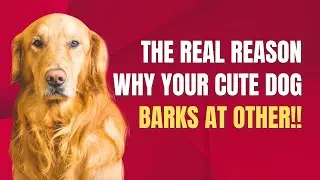 The Truth About Your Small Dog's Reactivity
