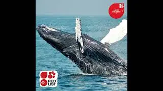 IUCN Red List @60 Campaign