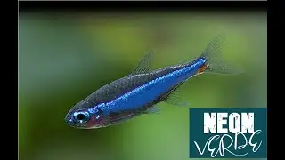 Neon Verde: Paracheirodon Simulans (FICHA)