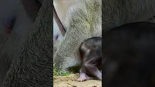 Monkey Shorts 2023/#Funny Videos Monkey #Shorts/ Short Monkeys.