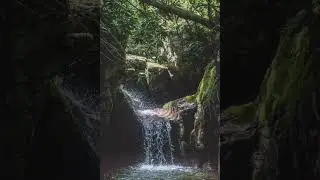 SLEEP WITH RAIN IN FOREST