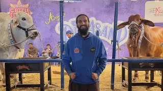 First Live From DALFA Cattle Show 💥😍 | AR Maani