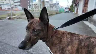 Heartwarming City Walk with My Hound-Like Chinese Rural Dog