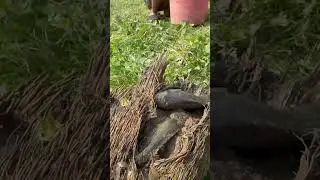 Unique bamboo root fishing #shorts
