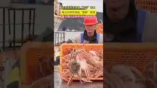 Xiangshan&rsquo;s 1st Imported Live Russian Snow Crabs! 🦀🎉