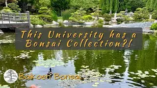 This University Has a Bonsai Collection?! | CSULB Japanese Garden