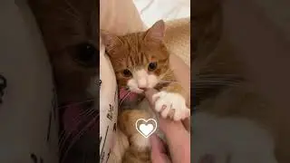Heart Melting Cat Cuteness Overload