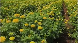 Namdhri Margigold NS-Glory Yellow #gloryyellow #Gloryyellow #Bestmarigold #bestflowerseeds #maharash