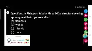In Rhizopus, tubular thread-like structure bearing sporangia at their tips are called.