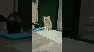 #foodtime #healthylife #catlovers #healthycats #eating #whiskas
