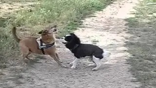 BATDOG vs JOKER