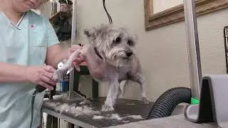 Grooming Penny