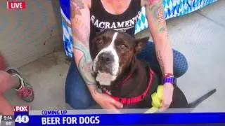 Bowser beer for dogs at Der Biergarten in Sacramento