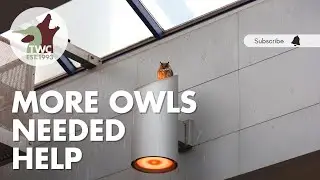Owl trapped in TTC subway station