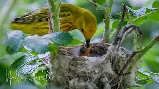Yellow warbler couple feeding their nestlings
