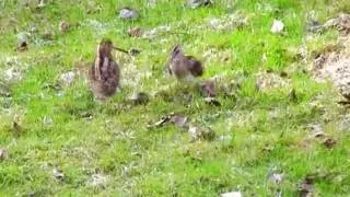 Wedding dance ( Common Snipe  Gallinago gallinago).mp4