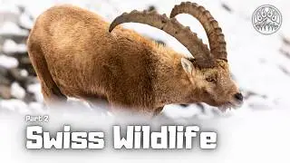 Face to Face with Alpine Ibex ⛰️ | CHAPTER 14 - Wildlife Adventures
