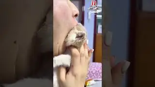 My little kitten doesn't like kisses at all, but still affectionately kiss her.😜😂#cat #kitten #pets