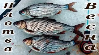 рыбалка зимой плотва чебак и сорога, fishing in winter roach and roach