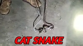 Indian Cat Snake Non Venomous 🐍 Rescued Snake In Tree 🌲 #babukazisnakesaver