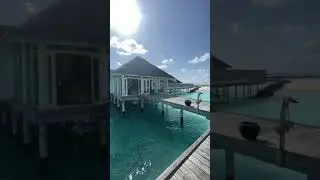 Flying beast in Maldives