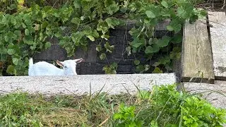 山羊のメイちゃん69　水路からの脱出