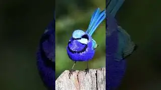 Nature Breathes With You | Relaxing Forest Music for Calm, Sleep & Inner Peace #nature