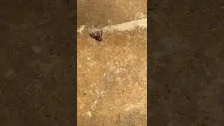 We don't relocate WASPS, We KILL them!  #WaspRemoval