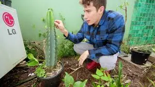 Como Plantar Mandacaru Sem Espinho (Cereus jamacaru)