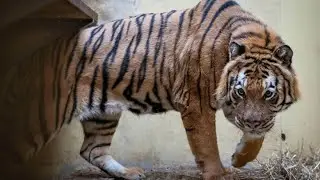 Weite Reise f&uuml;r gerettete Tiger