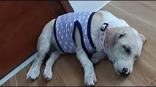 Sleep Stream with Yuki