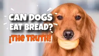 CAN DOGS EAT BREAD? 🐶🍞&iexcl;The Brutal Truth!