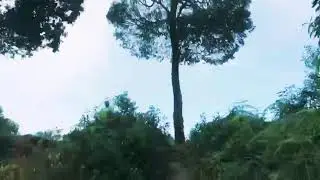 Ramitey View Point || Sillery Gaon || West Bengal || India || Nov. 2019