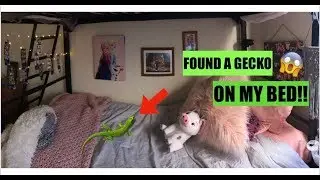 I found a gecko in my Disney College Program bed!!! DCPSPRING2019 || KM
