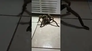 THE GIANT ENEMY SPIDER 🕷️