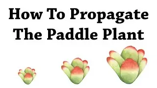 How To Propagate The Paddle Plant