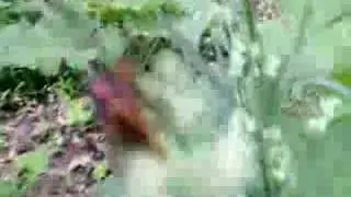 cicadas