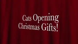 Cats Opening Christmas Gifts