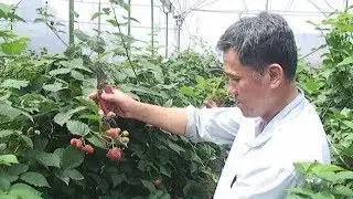 Trồng c&acirc;y ph&uacute;c bồn tử cho thu nhập cao