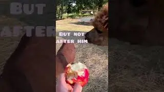 Alpaca refuses to eat after his mate - apples