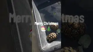 Merry Christmas 🙏🏽 Tortoises out post storm #turtle #tortoise #nature #shorts #fyp #youtube