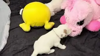Mila - Tauski puppies 3 weeks old