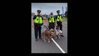 UK Police : Stand Proud With XL Bully&rsquo;s & Pose For Pictures 🇬🇧#UKMW#shorts