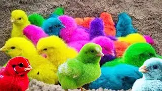 Polli carini del mondo, pulcini colorati, polli arcobaleno, pesci, anatre, conigli, animali carini