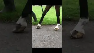 A horse with founder in just one front foot.&nbsp;#hoof #founder #hoofcare #horses #farrier #hooftrimming