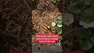 How to grow strawberries in the Vegepod!