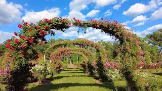72 Elizabeth Park Rose Garden Tour