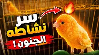 ذكر كناري هائج للتزاوج