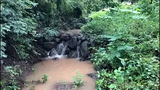 5th June 2024- World Environment Day message from 14 Trees Foundation